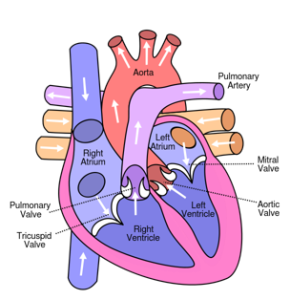 https://commons.wikimedia.org/wiki/File:Diagram_of_the_human_heart_(cropped).svg