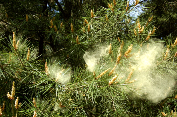 Image of pine tree pollen in flight. Photo courtesy of <a href="http://amycampion.com/what-happens-when-you-tickle-a-pine-tree-in-spring/">Amy Campion</a>