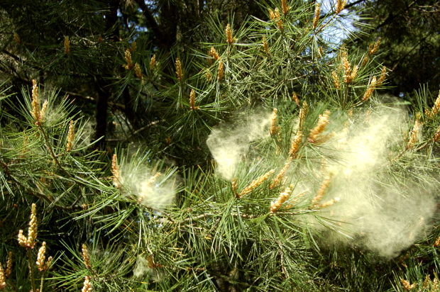 What Does Pine Tree Pollen Look Like The Tube