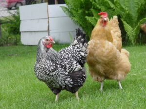 https://commons.wikimedia.org/wiki/File:Anchorage_chickens.jpg