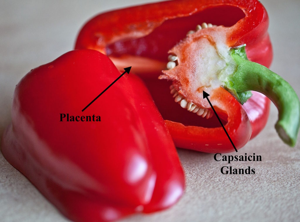 The Science of Spice The Pipettepen