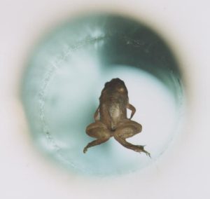 https://commons.wikimedia.org/wiki/File:Frog_diamagnetic_levitation.jpg
