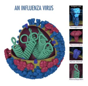 https://www.cdc.gov/flu/images/virus/fluvirus-antigentic-characterization-large.jpg