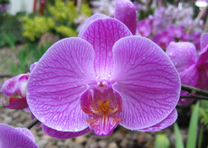 https://commons.wikimedia.org/wiki/File:Phaedriel%27s-orchid.jpeg