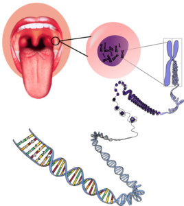 https://commons.wikimedia.org/wiki/File:Tongue1.png & https://pixabay.com/en/genetics-chromosomes-rna-dna-156404