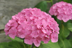 https://www.publicdomainpictures.net/view-image.php?image=22790&picture=pink-hydrangea
