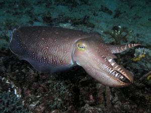 https://commons.wikimedia.org/wiki/File:Cuttlefish_komodo_large.jpg