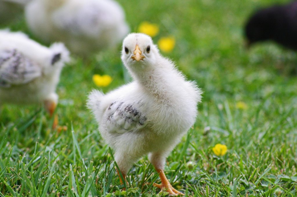 A young chicken (chick) in a field.
