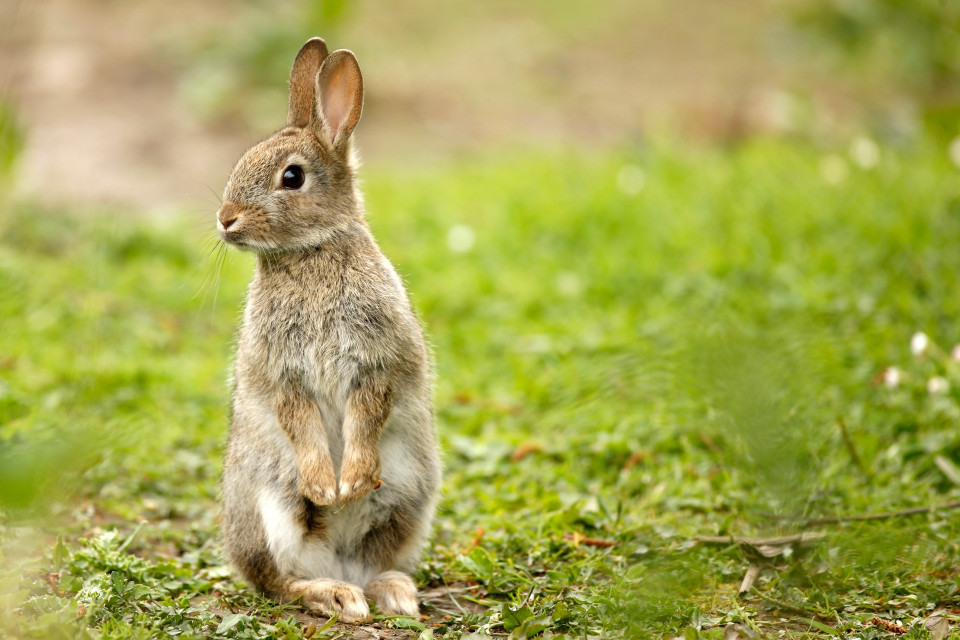 A rabbit standing on its hind legs in a field.