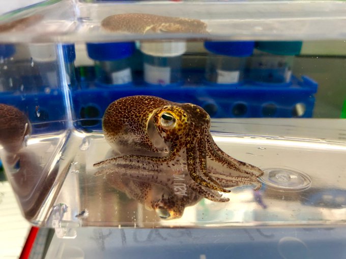 Photo of Squid