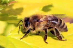Author: Charles J Sharp
From: https://commons.wikimedia.org/wiki/File:Honey_bee_(Apis_mellifera).jpg