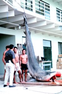 https://en.wikipedia.org/wiki/Shark#/media/File:Tiger_shark,_Hawaii_Aii.jpg