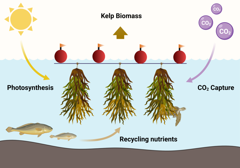 How to Kelp the The Pipettepen