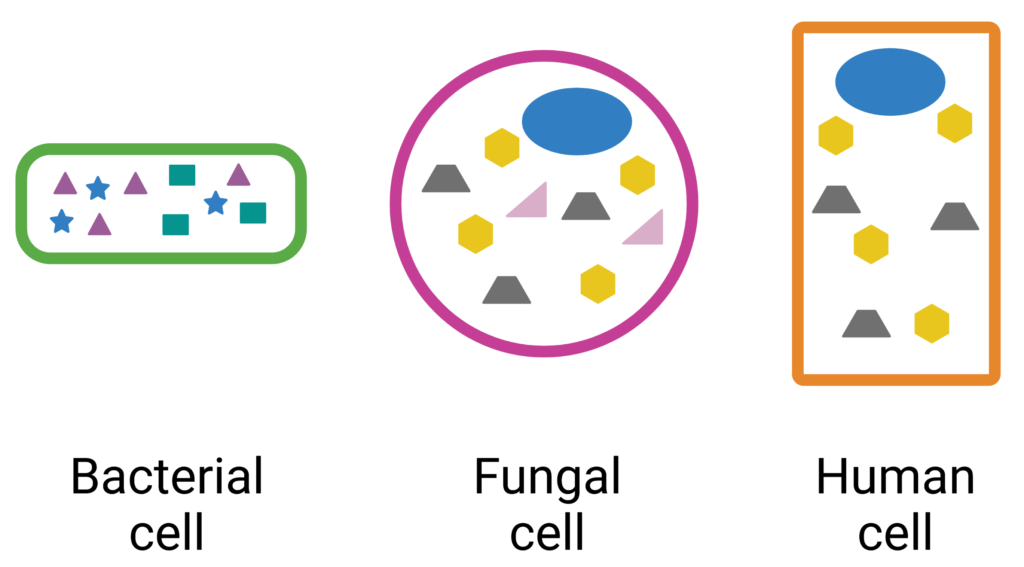 Cartoons depicting bacterial, fungal, and human cells