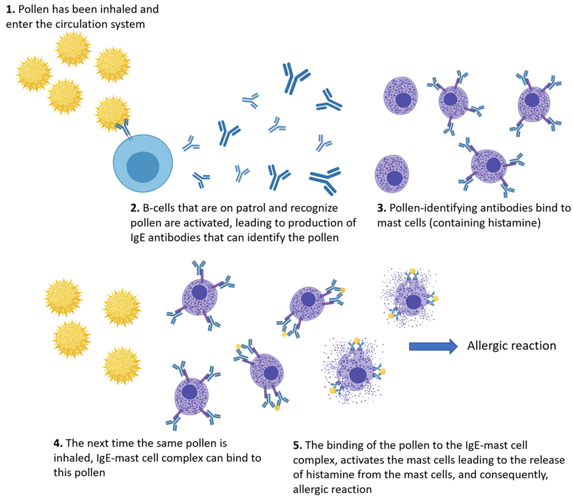 Cartoon depiction of the steps involved in an allergic reaction. Steps include pollen activating B-cells, and antibody-bound mast cells binding pollen and releasing histamine