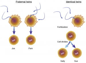 Cartoon depiction of the fertilization and formation of Fraternal twins compared to Identical twins