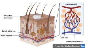 Illustrative diagram of the layers of the skin, with labels for glands and blood vessels
