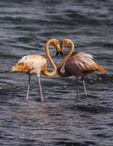 Two flamingos share a tender moment while wading in water, their heads and necks forming a heart shape as they touch beaks.