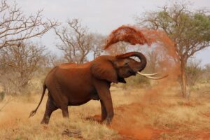 An African elephant, throwing dirt into the air. 