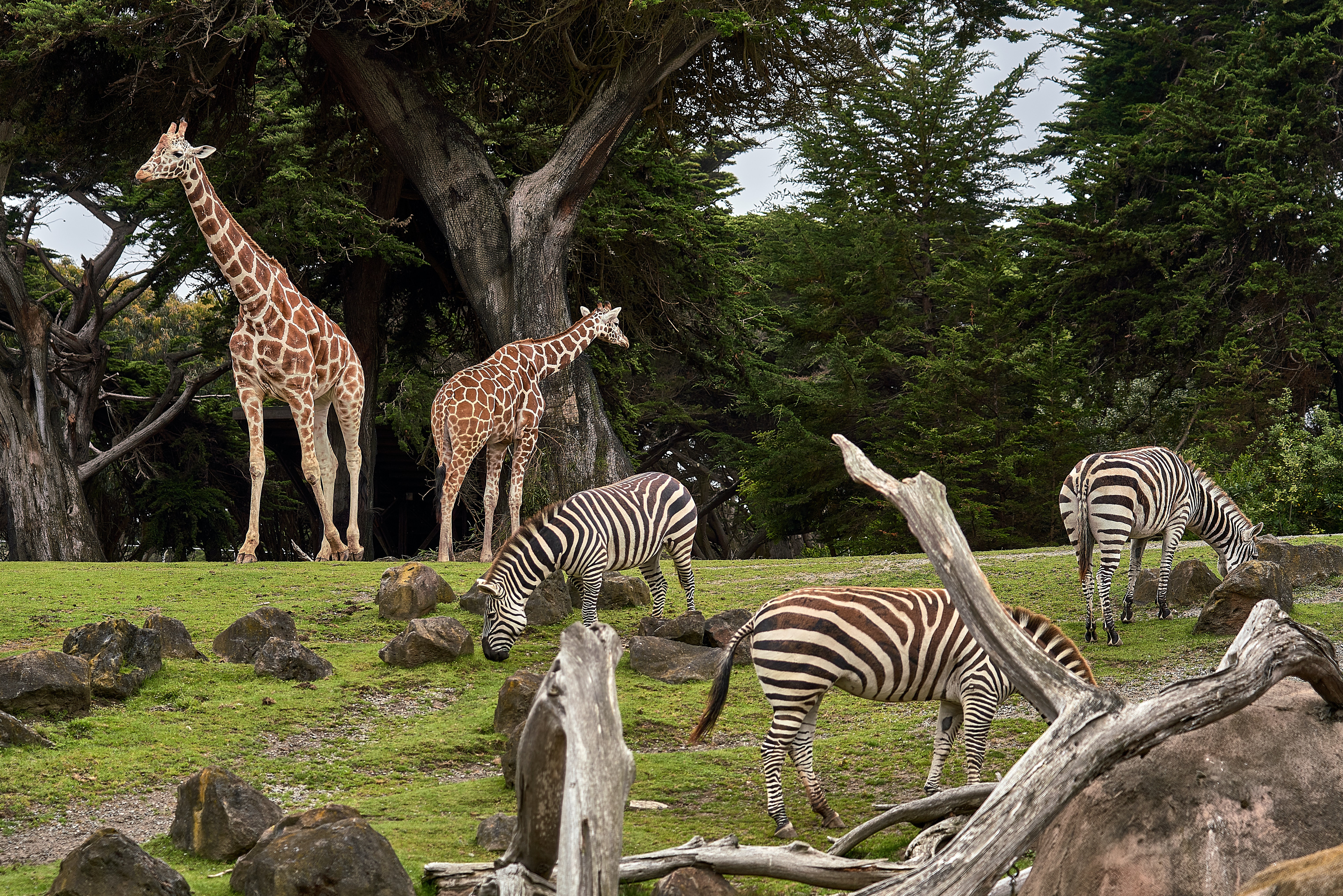 photo of giraffes and zebras in a zoo enclosure