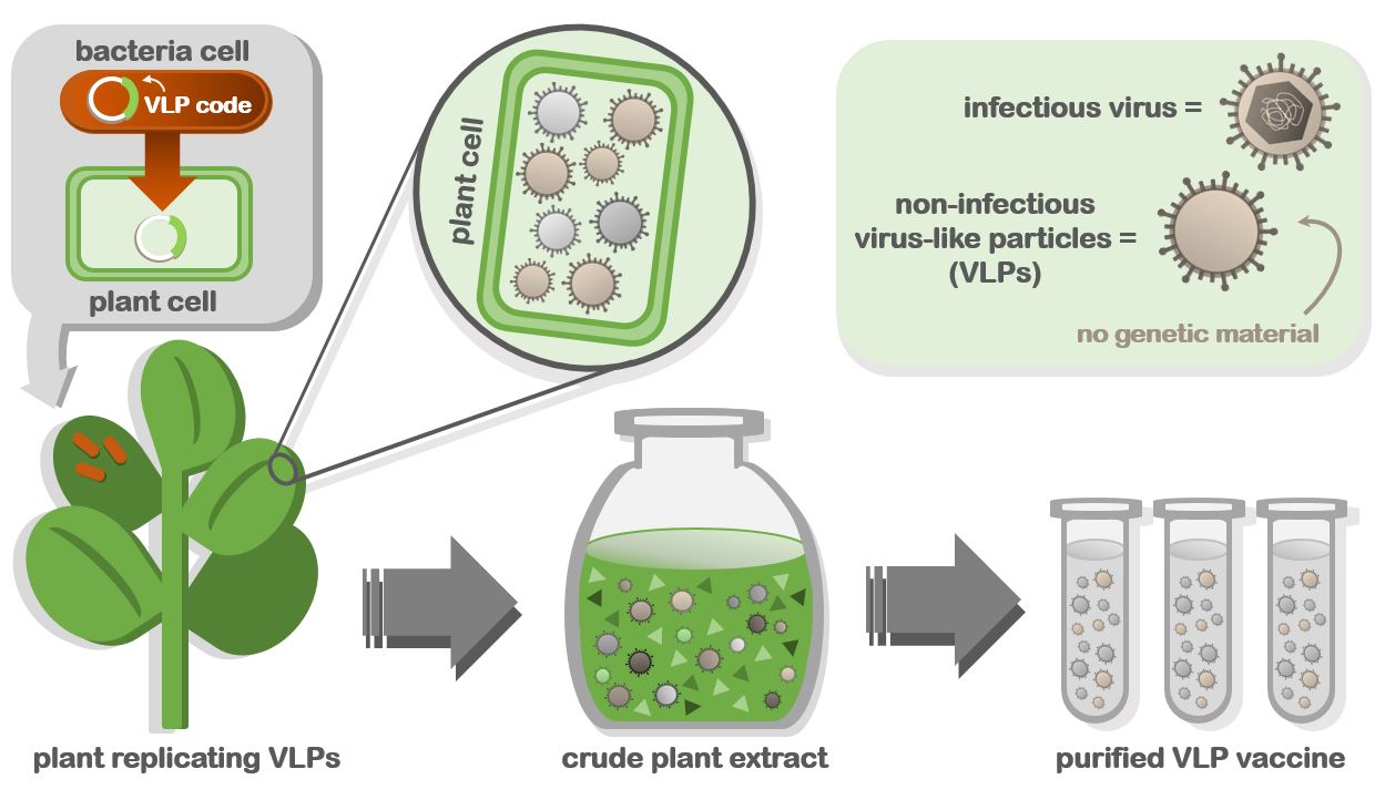 Image of bacteria interacting with a plant to produce VLPs which are then blended and purified for vaccines.