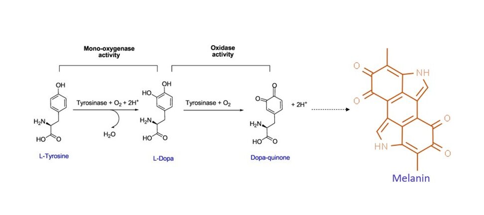 Figure 2: Biochemical synthesis of melanin. Adapted from Hassani et al. 