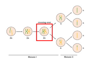 In the first meiotic division, a cell with 1 pair of homologous chromosomes is shown to duplicate its genetic material, cross over, then segregate from one another to form two daughter cells. In the second meiotic division, the sister chromatids of the homolog in each daughter cell are shown to separate, forming a final total of four daughter cells that each have 1 chromosome. 
