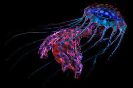 a bioluminescent jellyfish is shown in vivid pinks, reds, and blues
