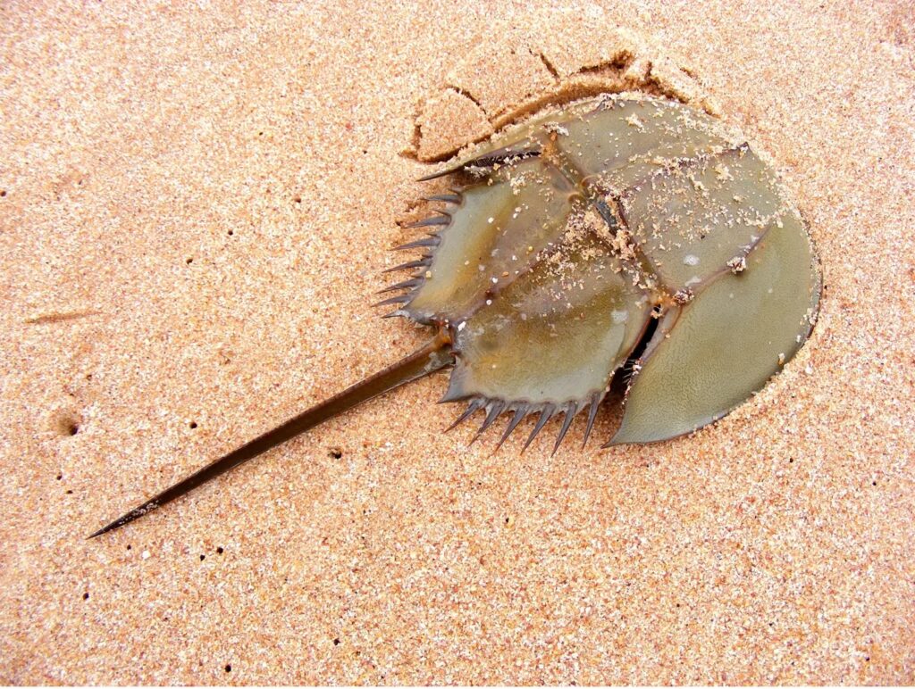 A greenish horseshoe crab is shown against a sandy background. 