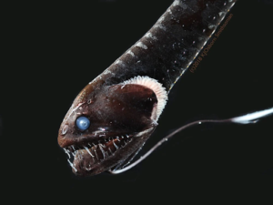 an ultra dark deep sea fish is shown from the side. the fish has sharp teeth and bright blue eyes. there are white patterns on its body.