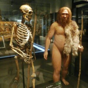 Image of Neandertal skeleton and reconstruction in museum