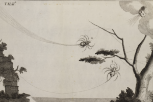 Scientific illustrations of two spiders being carried by the wind while spinning silk