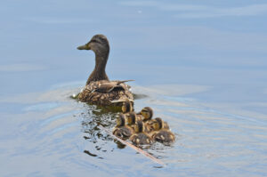 Six ducklings swimming neatly in formation behind their mom, using fluid mechanics and wave physics to make their trip a little easier.
