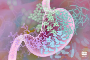 the kidney shape of a human stomach is shown in pink with various microbes in it represented by green, blue, and pink shapes