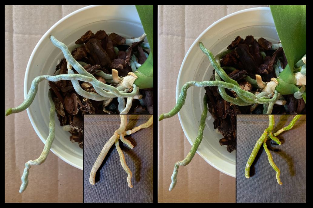 side-by-side photos of orchid roots before (white) and after (green) contacting water