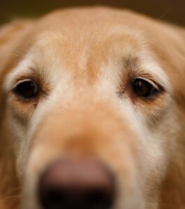 A close-up image of a dog’s eyes, gazing somewhere off-camera.