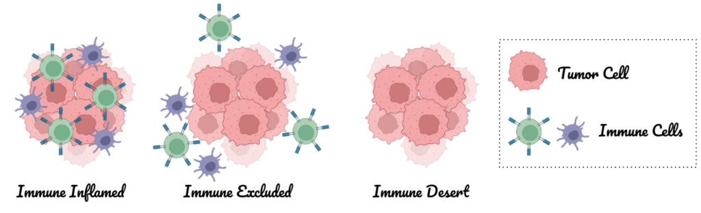 A graphic showing (1) immune cells present within a tumor (immune inflamed), (2) immune cells on the border of a tumor (immune excluded), and (3) no immune cells near a tumor (immune desert).