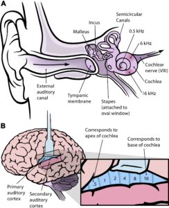 A. a figure detailing the components of the inner ear, B. a figure of the brain showing which parts connect to the inner ear