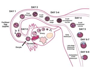 The germinal stage is the first stage of prenatal development, which begins at fertilization and lasts approximately two weeks. During this stage, the zygote undergoes rapid cell division and differentiation and eventually becomes a blastocyst.