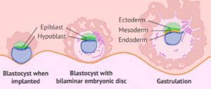 Implantation is the attachment of the blastocyst to the uterine wall to receive nutrients and oxygen from the mother and to eliminate waste products. Gastrulation is the process of differentiation and rearrangement of cells in the blastocyst, resulting in the formation of three germ layers that give rise to all major organs and tissues. 