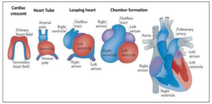 Cardiac embryogenesis is the process of heart development during embryonic stages. 