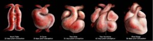 Medical art illustrating the timeline of embryonic cardiac development