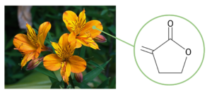  An Alstroemeria plant and the structure of tulipalin A. 