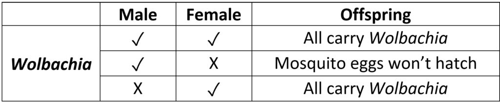 table showing the following information: all offspring of infected males and females carry Wolbachia, mosquito eggs don't hatch if infected parent is male, all offspring carry wolbachia if infected parent is female