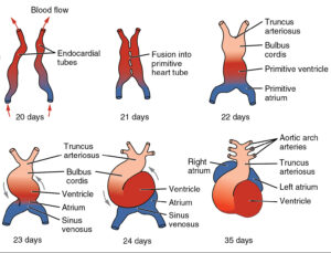 Illustrated image of heart development