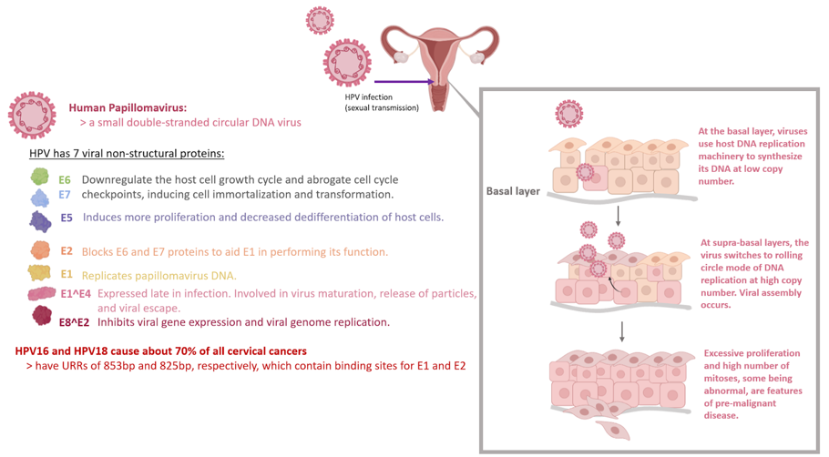 Diagram of HPV proteins and illustration of how the virus infects cells. 