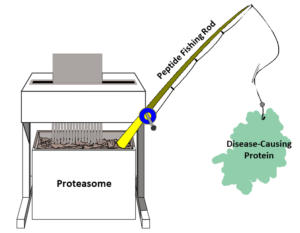 Cartoon depictions of a paper shredder, fishing rod, and a green blob, which represent the proteasome, the new peptide MC1, and a disease-causing protein, respectively.