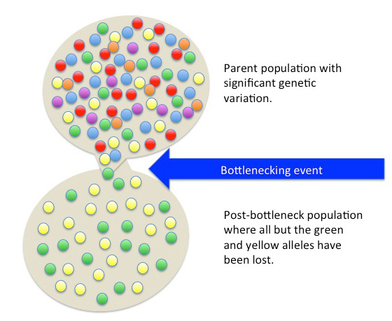 An image depicting simplified genetic bottlenecks. Two large circles overlap. The top circle is filled with red, yellow, orange, blue, green, and purple smaller circles. Text next to this circle reads: "Parent population with significant genetic variation.". The bottom circle contains only small yellow and green circles, with yellow and green circles flowing in from the top larger circle. Text next to this circle reads: "Post-bottleneck population where all but the green and yellow alleles have been lost.". A large blue arrow that reads: "Bottlenecking event" points to the area where the large circles overlap.