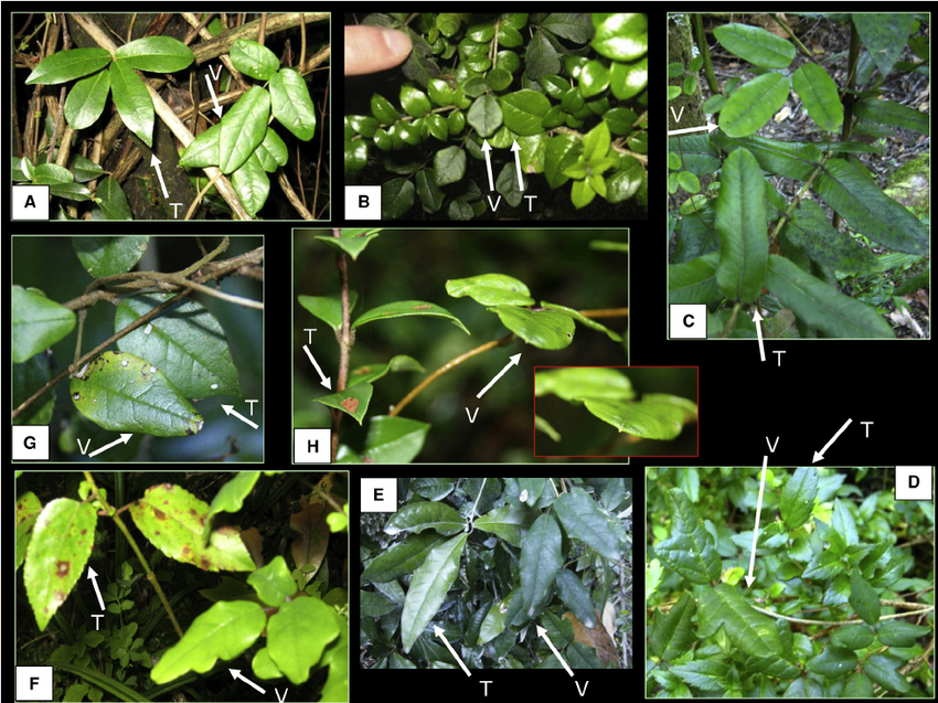 A panel of photographs depicting the varieties of leaf shapes that Boquila trifoliolata can exhibit. Each leaf is shown next a leaf of another plant that Boquila trifoliolata is mimicking, demonstrating the range of shapes and colors the leaves of this vine can transform into.