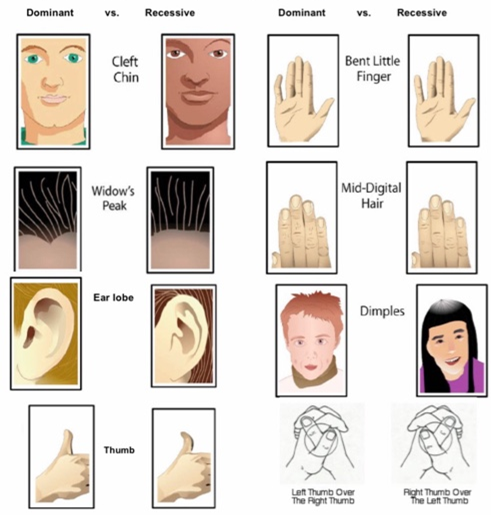 Image of commonly observed traits. Image of people with and without the trait: top left cleft chin, widow's peak, ear lobe, and thumb. On the right starting at the top showing people with and without the trait: bent little finger, middle digital hair, dimples, crossing right or left thumb.